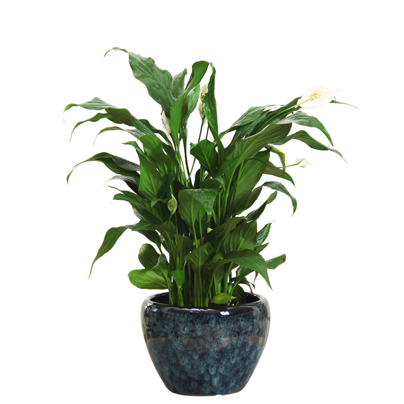 白掌 一帆风顺盆栽盆景花卉绿植无锡江阴张家港绿植配送苏州昆山