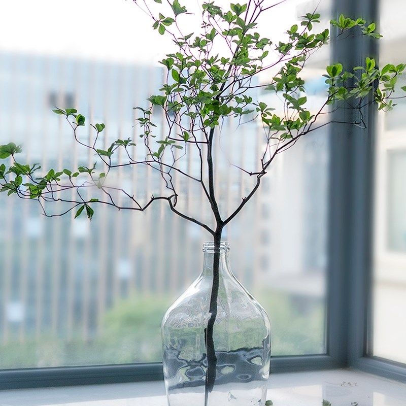 OOOOH北欧细口大肚瓶透明落地大花瓶马醉木吊钟插枝水培花器
