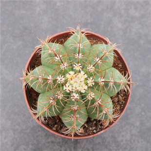 魔云仙人球 开花大仙人掌科多肉花卉盆栽 硬刺快出云自根阳台组合