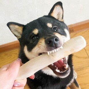 咖啡木狗狗磨牙棒木头耐咬玩具洁齿缓解口臭解闷防拆家中大型犬