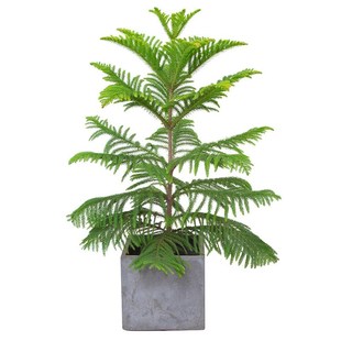 南洋杉树苗圣诞树南洋松大小苗花卉盆景客厅花卉绿植盆栽四季常青