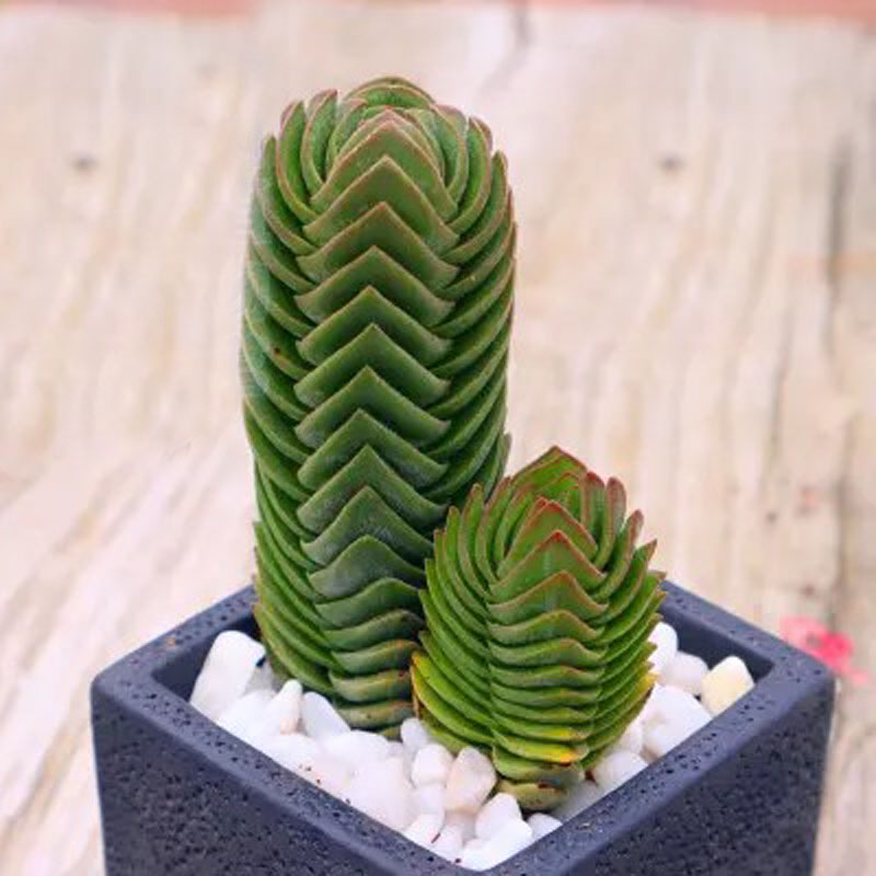 方塔多肉 青锁龙属肉肉外号来自外星球的稀有小贵货好养活植物