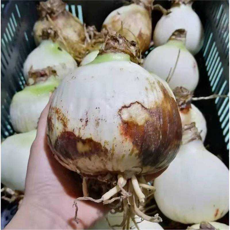 现货 巨无霸系列 大球 荷兰朱顶红种球带花苞花剑重瓣易种活