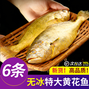 黄花鱼新鲜冷冻宁德特大黄鱼鲜活生鲜深海鱼黄鱼小黄鱼商用黄鱼鲞