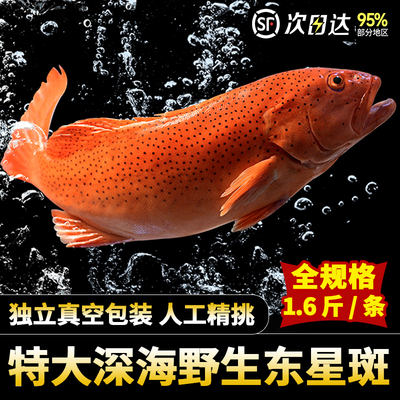 深海野生特大东星斑海捕石斑鱼