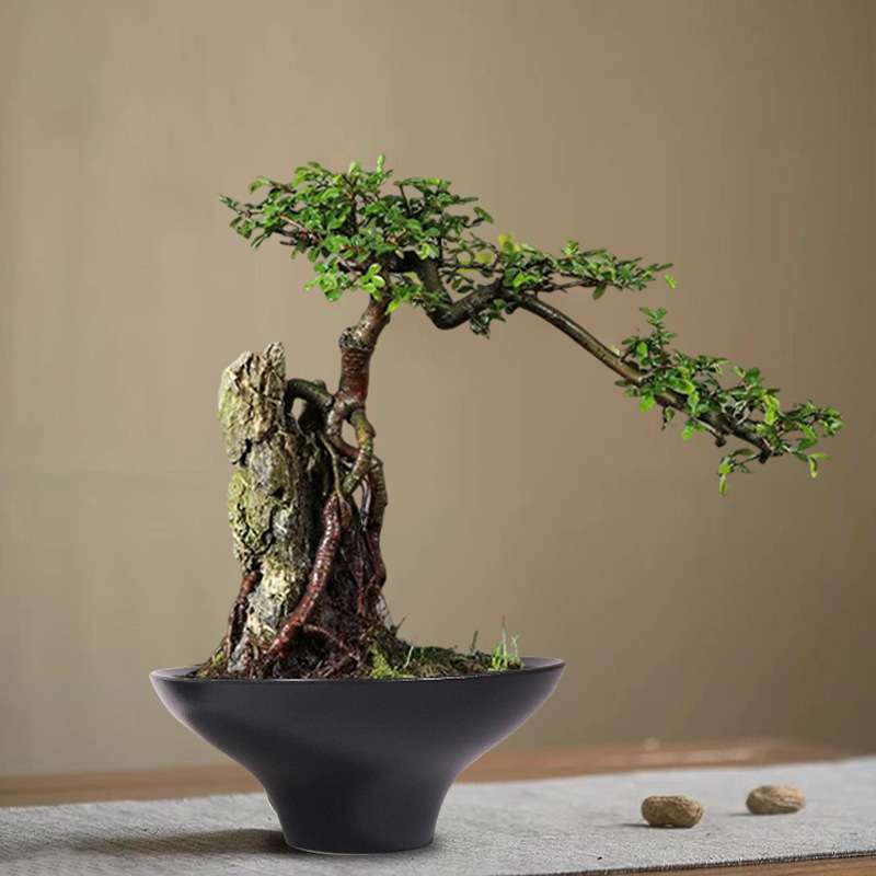 无孔水培器皿铜钱苔藓微景观陶瓷创意摆件黑色蕨类植物花盆