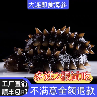 贵参堂大连即食海参鲜蒸底播高品质鲜活冷冻辽刺参500g