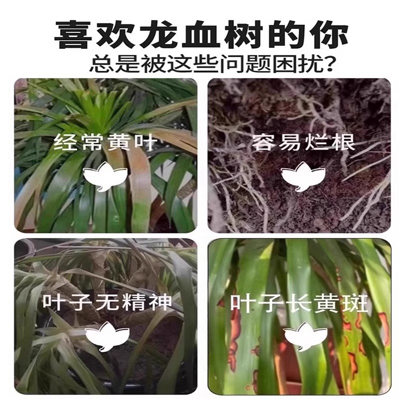 龙血树营养e液治干尖黄叶枯叶烂根药龙须树生根药水复活液