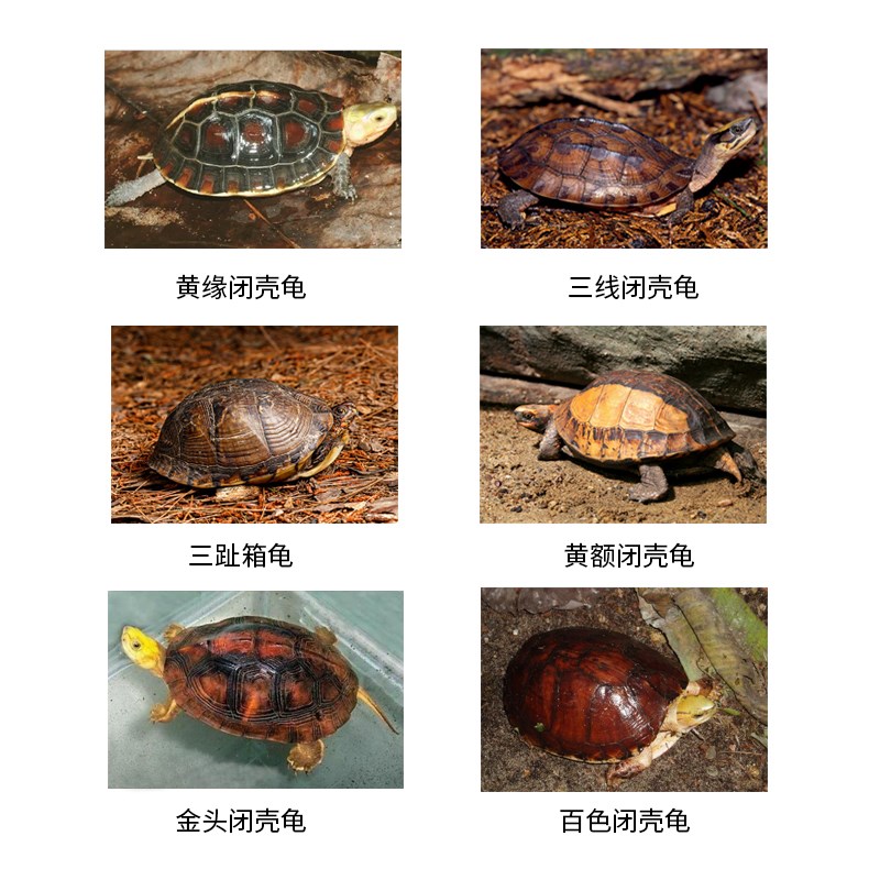 黄缘闭壳龟玻璃缸养安缘乌龟半水龟专用缸生N态环境造景水陆养殖