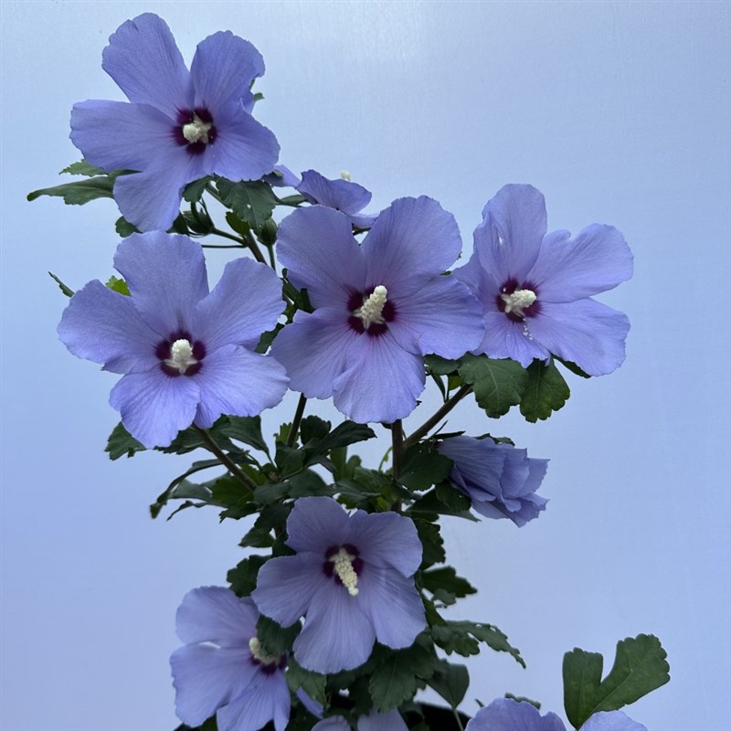 大花木槿花玛丽娜耐寒耐热多年生庭院花园阳台丰花植物Y盆栽花期