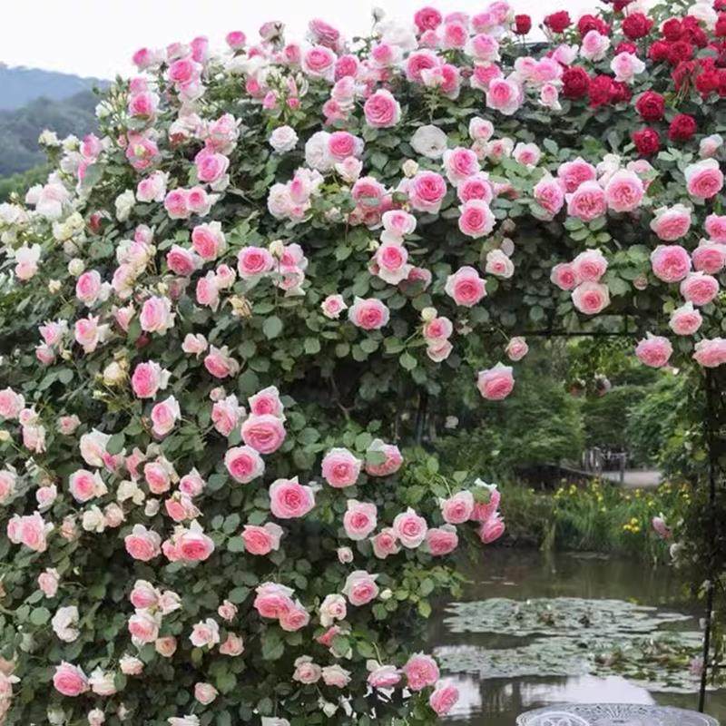 爬藤蔷薇花苗粉色龙沙宝石藤本月季大花浓香四季庭院爬墙植物粉龙,鲜花速递/花卉仿真/绿植园艺,月季/蔷薇/玫瑰,淘宝优惠券,粉丝福利购,淘宝优惠卷