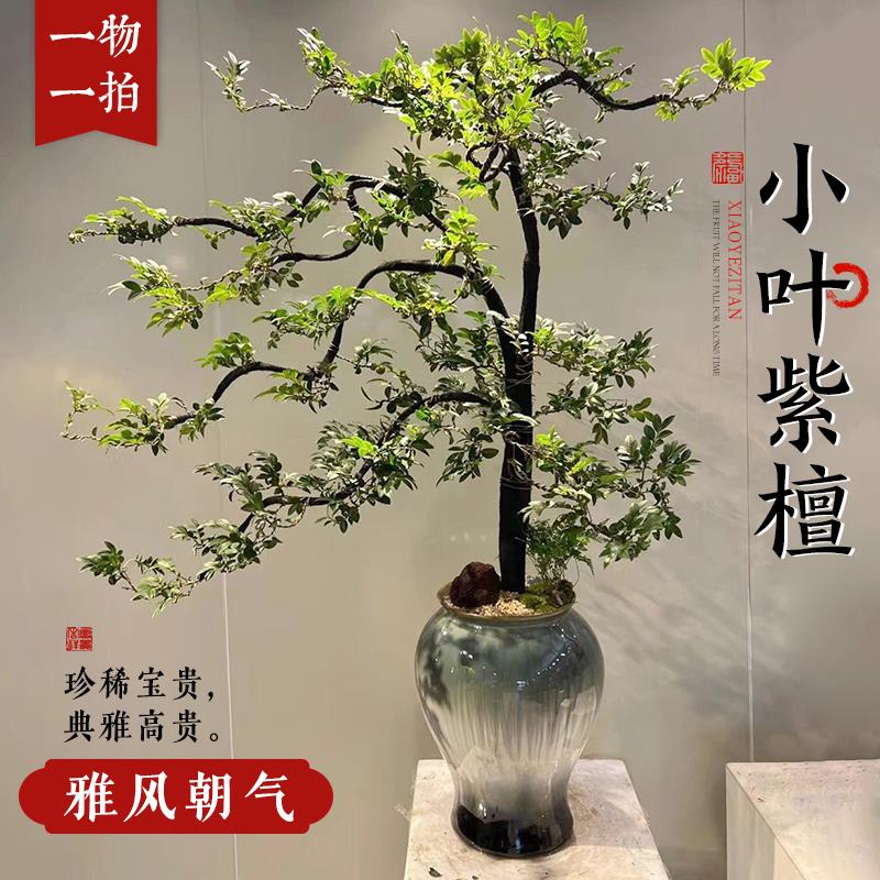 小叶紫檀盆景树苗黑骨茶老桩室内盆栽办公室禅意造型绿植四季常青