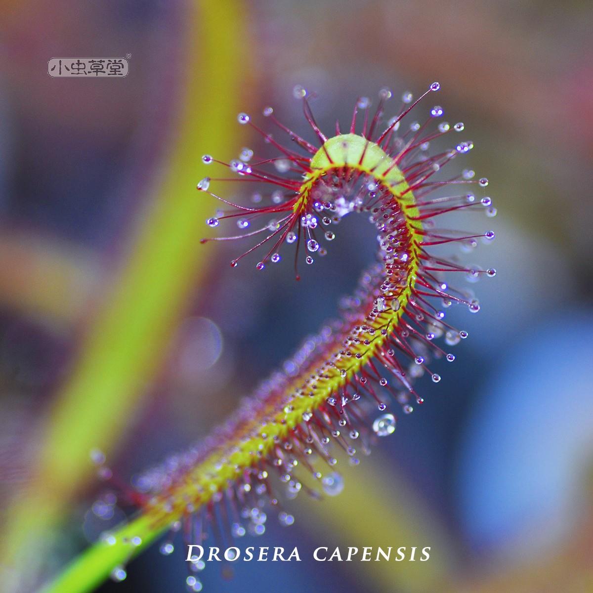 好望角茅膏菜小虫草堂食虫植物盆栽食虫草食人花办公室捕蝇草吃虫