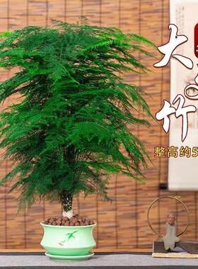 文竹盆栽植物办公室内绿植花卉客厅特大棵文竹苗矮生高端云竹盆景