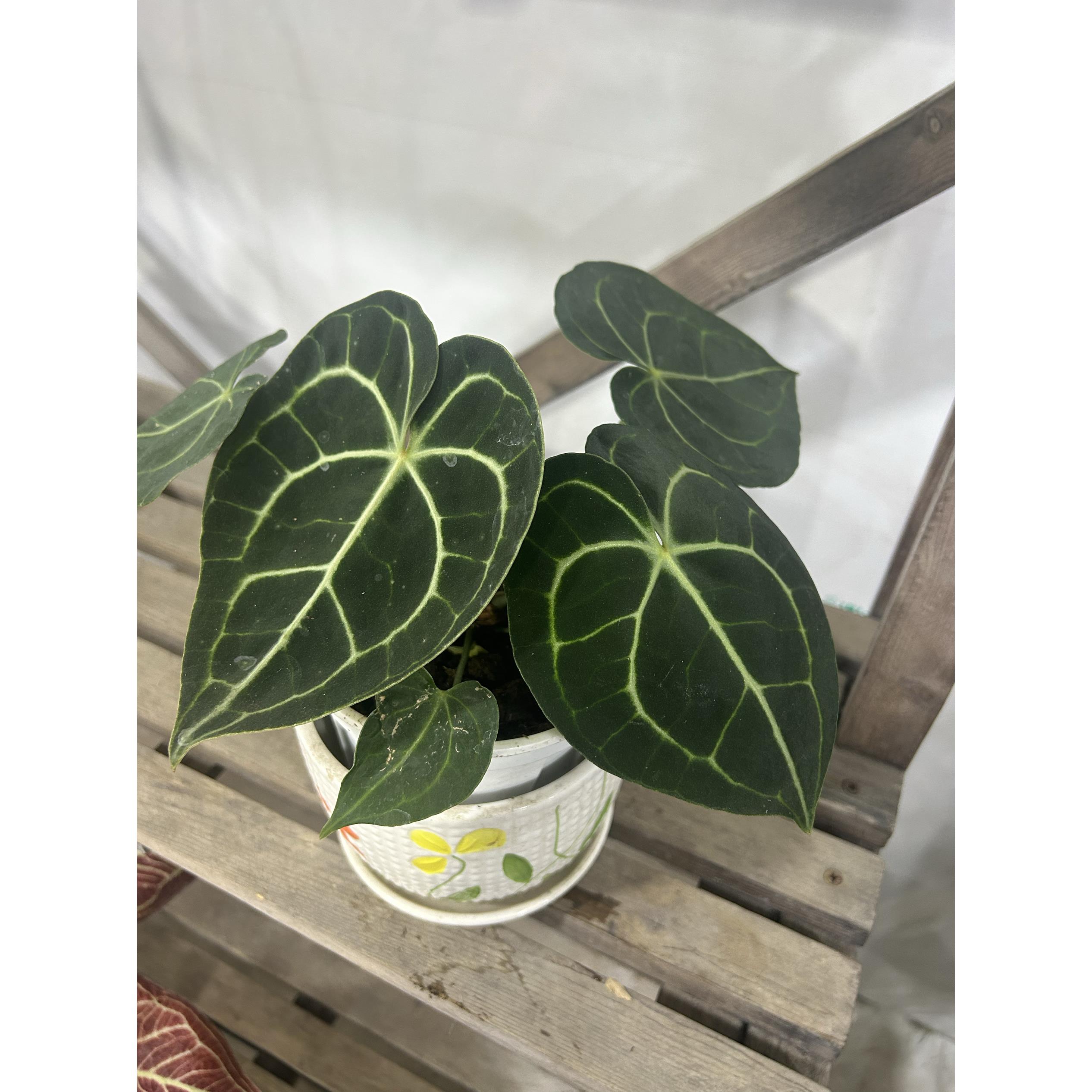 克莱恩水晶花烛观叶热带植物