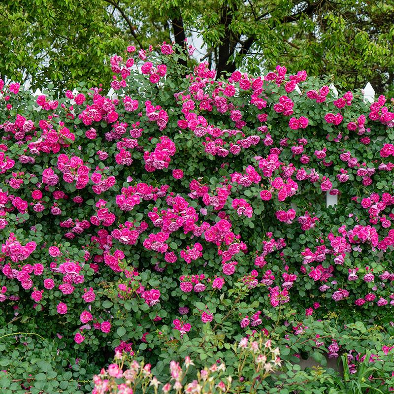 天狼月季 快板 拱门爬藤花卉多季开花抗病藤本月季盆栽苗