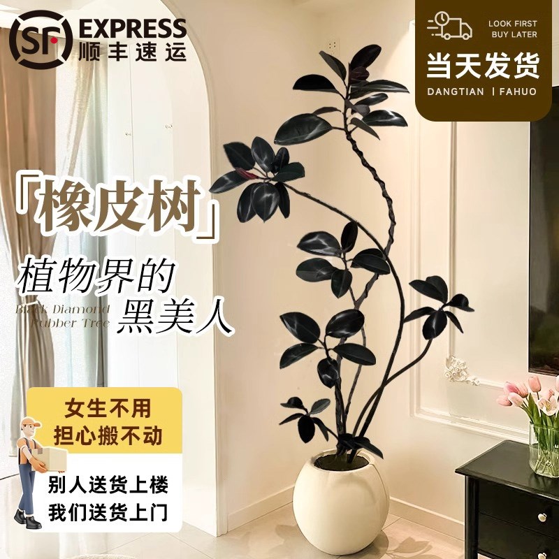 黑金刚橡皮树室内l大型绿植客厅大盆栽造型四季好养办公室阳台植