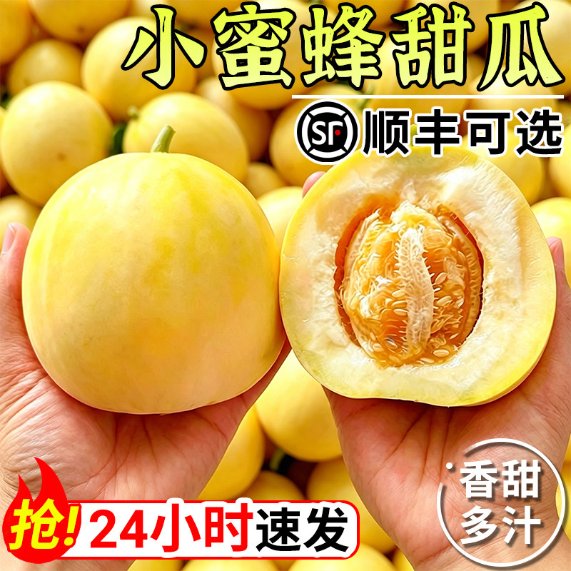 山东小蜜蜂甜瓜蜜罐甜瓜星甜20白糖罐脆甜奶香甜瓜头茬孕妇早甜脆