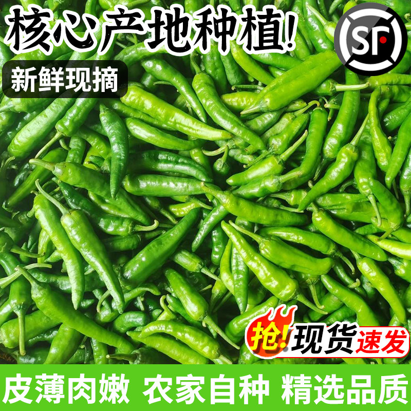 樟树农家新鲜辣椒10斤薄皮小青辣椒现摘下饭湘菜湖南特产顺丰产地