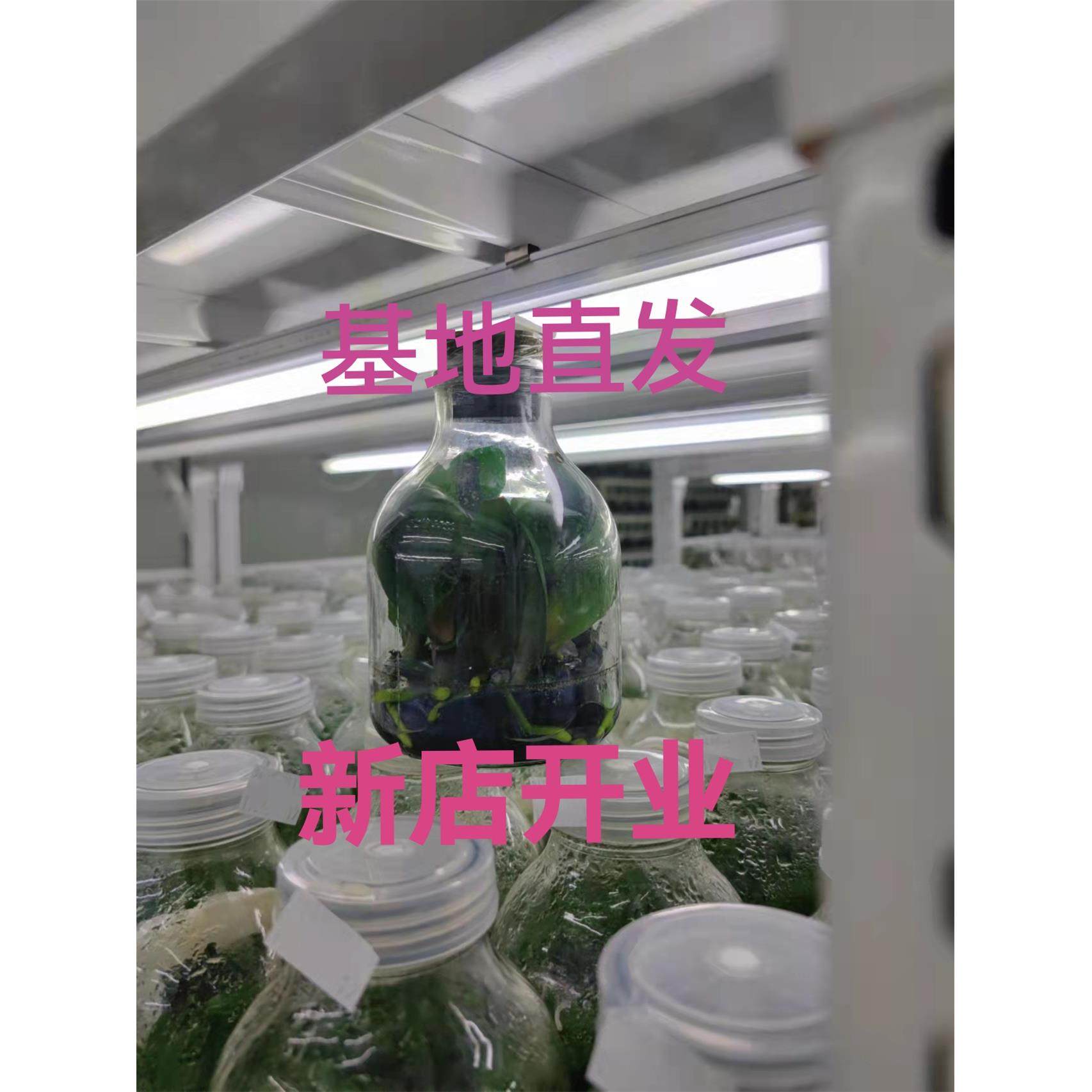 蝴蝶兰组培瓶苗一瓶11株源头工厂无性繁殖室内盆栽练手苗基地直发