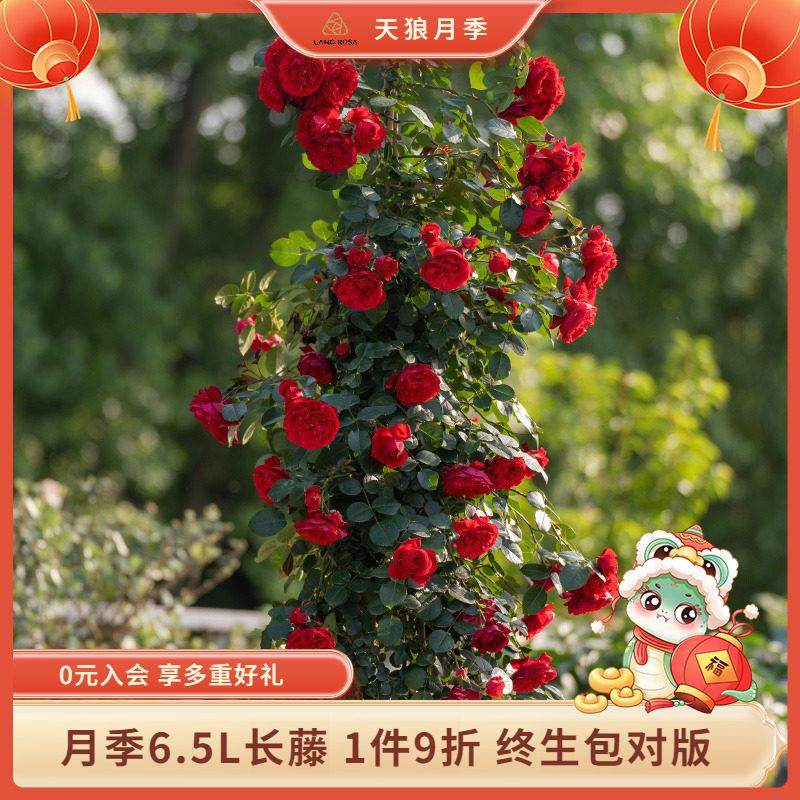 天狼月季长藤合集阳台庭院爬藤拱门月季盆栽玫瑰蔷薇观赏植物花苗,鲜花速递/花卉仿真/绿植园艺,月季/蔷薇/玫瑰,淘宝优惠券,粉丝福利购,淘宝优惠卷