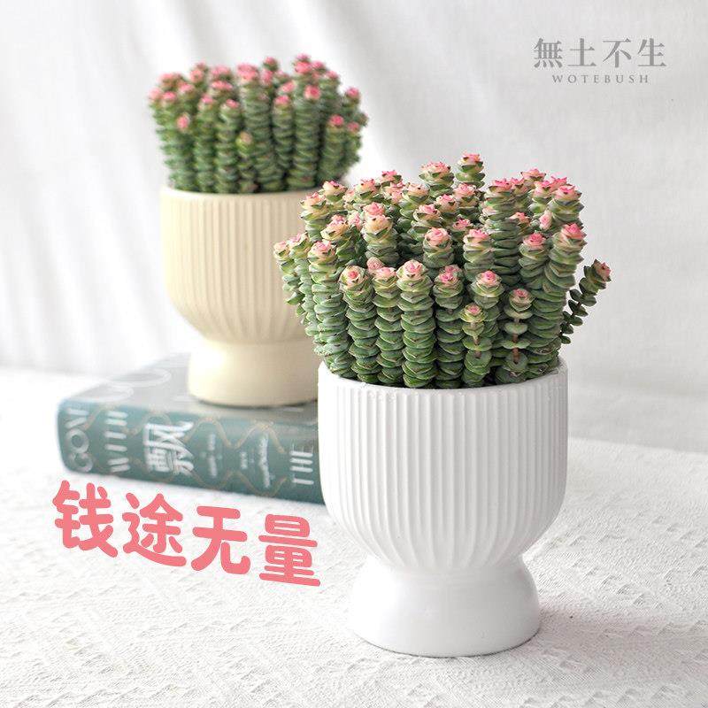 彩色钱串多肉植物室内盆栽新手好养办公室绿植教师节礼物精品花卉,鲜花速递/花卉仿真/绿植园艺,多肉植物,淘宝优惠券,粉丝福利购,淘宝优惠卷