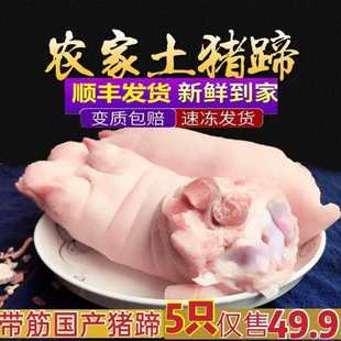 新鲜带筋猪蹄整只猪手猪脚猪爪家用酒店烧烤食材卤猪蹄
