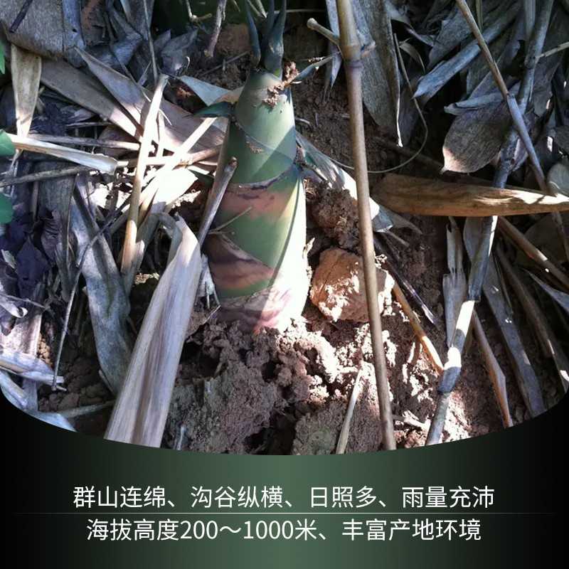 八渡笋广西特产田林八度酸笋农家酸笋新鲜现做免切农家自制脆爽笋