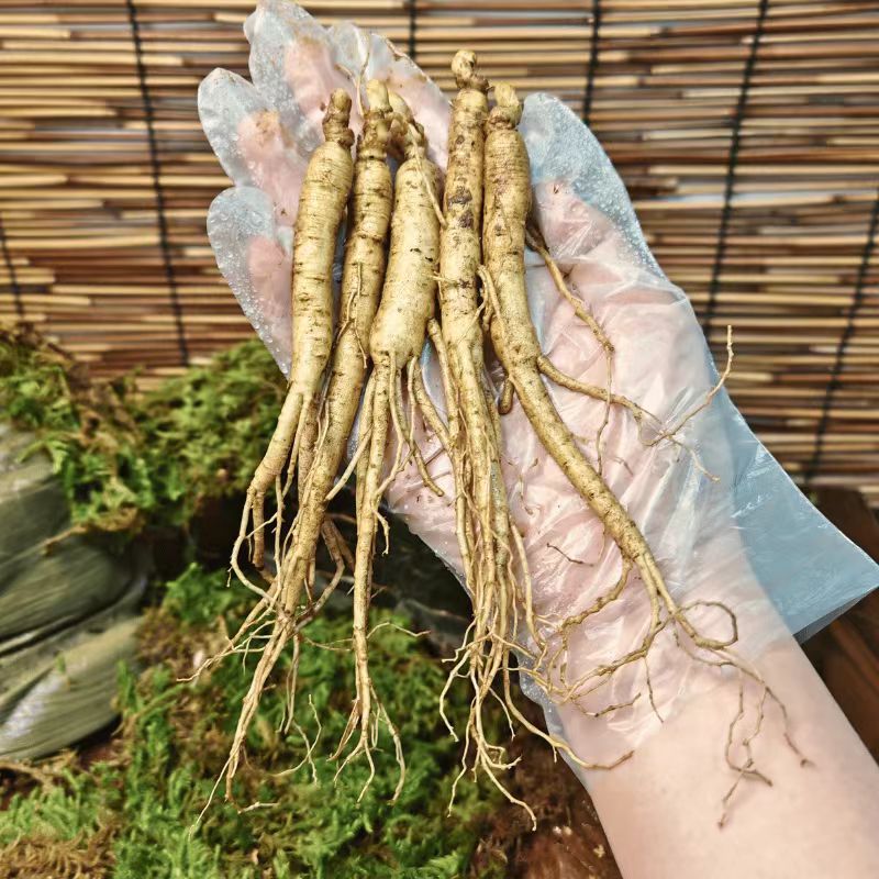 【基地严选】1元1根3年人参20根包邮(不足20根不发货)煲汤泡酒