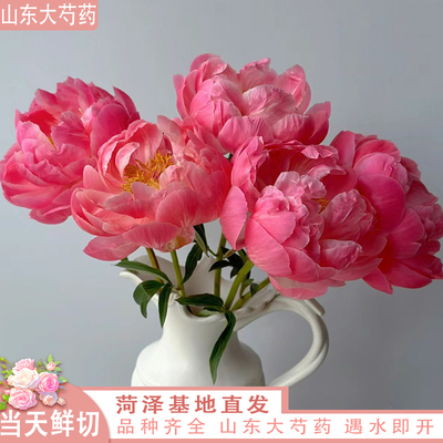限时抢购【花苞3.5cm左右】 落日珊瑚 博哥芍药鲜切花