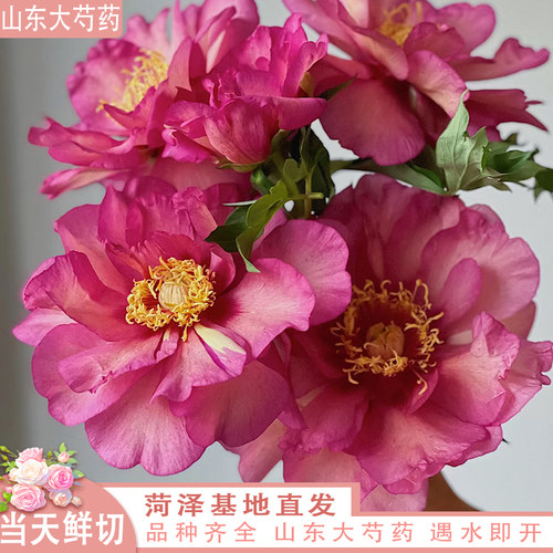 【现货】希拉里  博哥芍药鲜切花