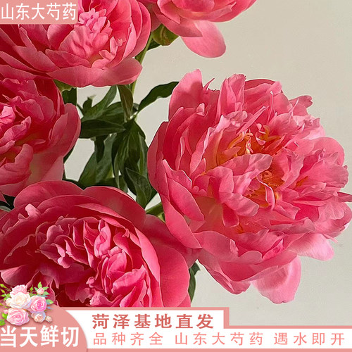 【现货】夏威夷珊瑚  博哥芍药鲜切花