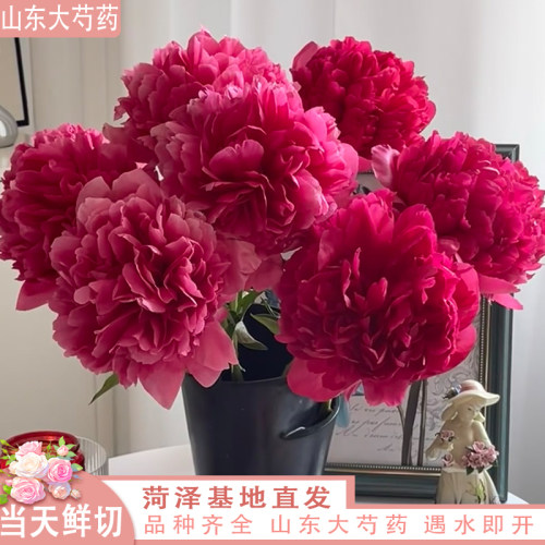 御前表演博哥芍药鲜切花