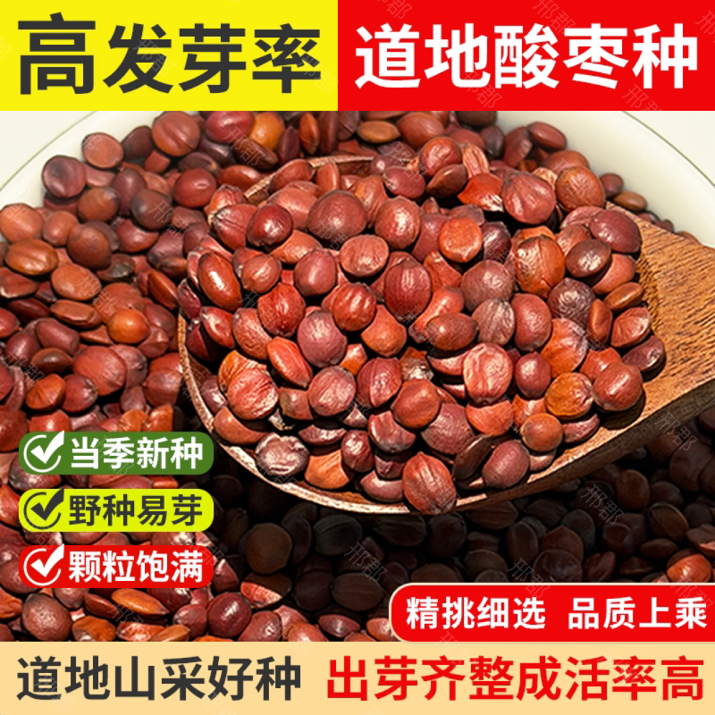 正宗内丘高品质种子级别酸枣仁