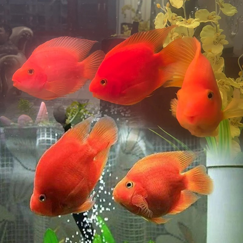 渔你有缘鹦鹉鱼活鱼起头元宝鹦鹉鱼财神招财鱼血红鹦鹉热带观赏鱼