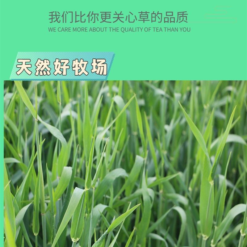 2022年新烘干小麦草干草兔粮豚鼠饲料岷县食府箱装毛重1000g,宠物/宠物食品及用品,兔兔其他,淘宝优惠券,粉丝福利购,淘宝优惠卷