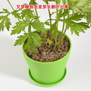 艾草苗 艾蒿苗 野艾草根苗四季种植阳台盆栽艾草根苗泡脚洗澡包邮