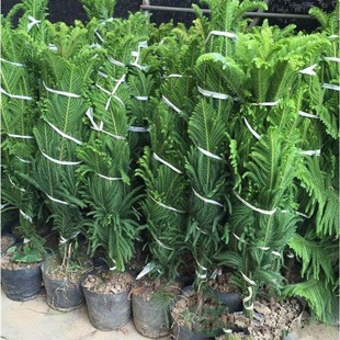 南洋松大小苗南洋杉树苗圣诞树花卉盆景客厅别墅绿植盆栽四季常青