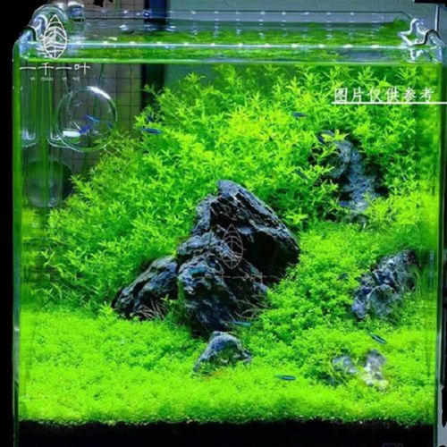 前景草趴地爬地矮珍珠坨草水草缸鱼缸草缸造景懒人水草阴性草皮