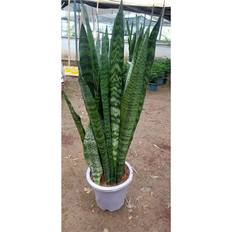 大型虎皮兰盆栽银麦虎尾兰绿植客厅室内阳台新居吸甲醛净化空气