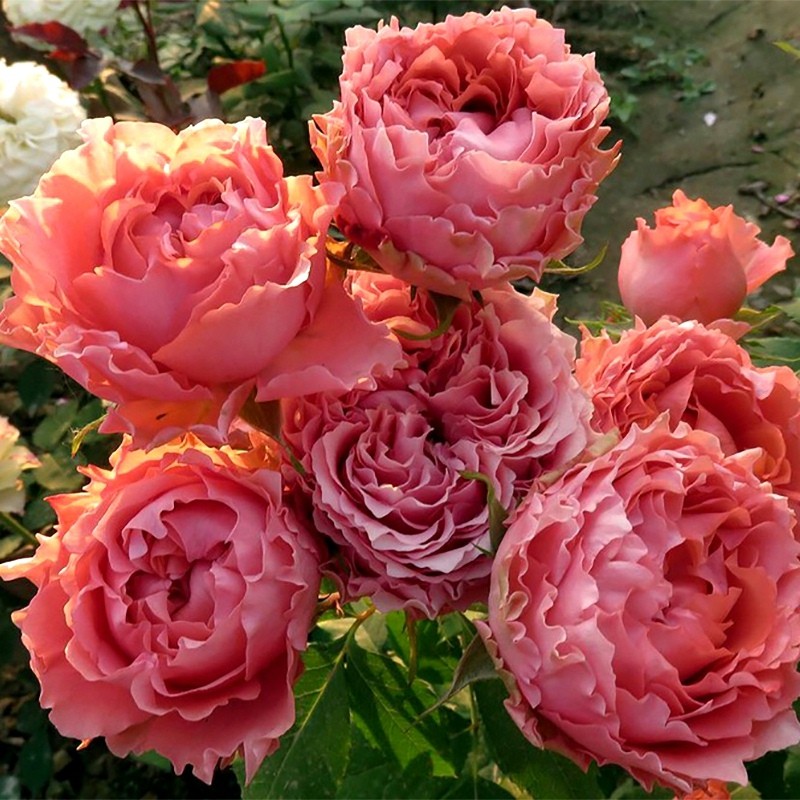 切花月季花苗我爱你四季开浓香大花庭院阳台花卉植物好养玫瑰盆栽