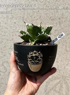 43藤原NBHD龙舌兰潮流块根植物老白鲸龟甲龙块根SRL花盆陶瓷