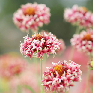 重瓣矢车天人菊种子300粒 可切花室外花园室内阳台盆栽春季播花籽