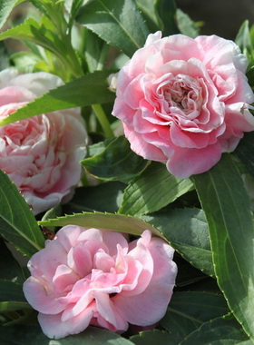 重瓣凤仙花种子100粒 易播种室内阳台室外花园花境盆栽种籽花种孑