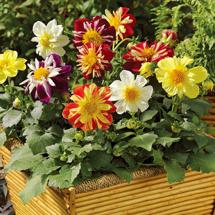 露心小丽花种子100粒 可切花室外花镜室内阳台盆栽耐寒春秋播花籽