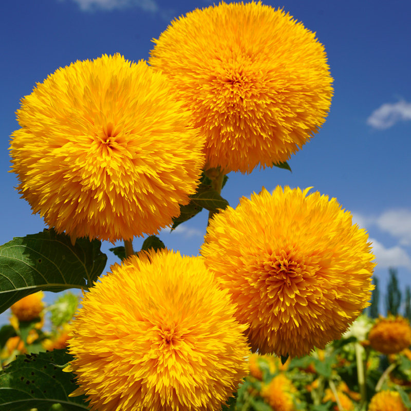 重瓣泰迪熊向日葵种子 观赏葵花籽 切花室外庭院阳台盆栽播花种子