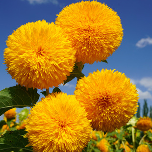 重瓣泰迪熊向日葵种子 观赏葵花籽 切花室外庭院阳台盆栽播花种子