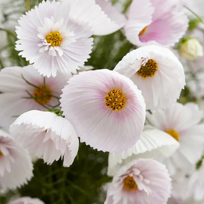 蛋挞波斯菊种子100粒满9.8元包邮