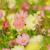 波斯菊天竺少女种子100粒 格桑花籽花期长花坛室外阳台盆栽花种子