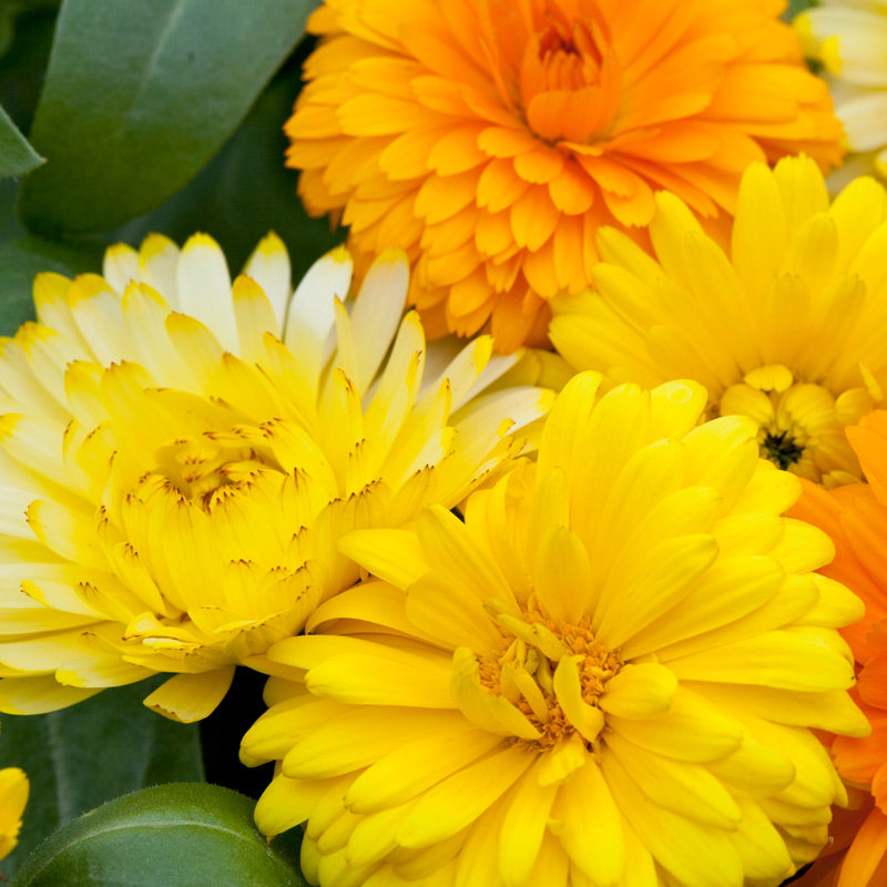 矮金盏菊种子100粒满9.8元包邮